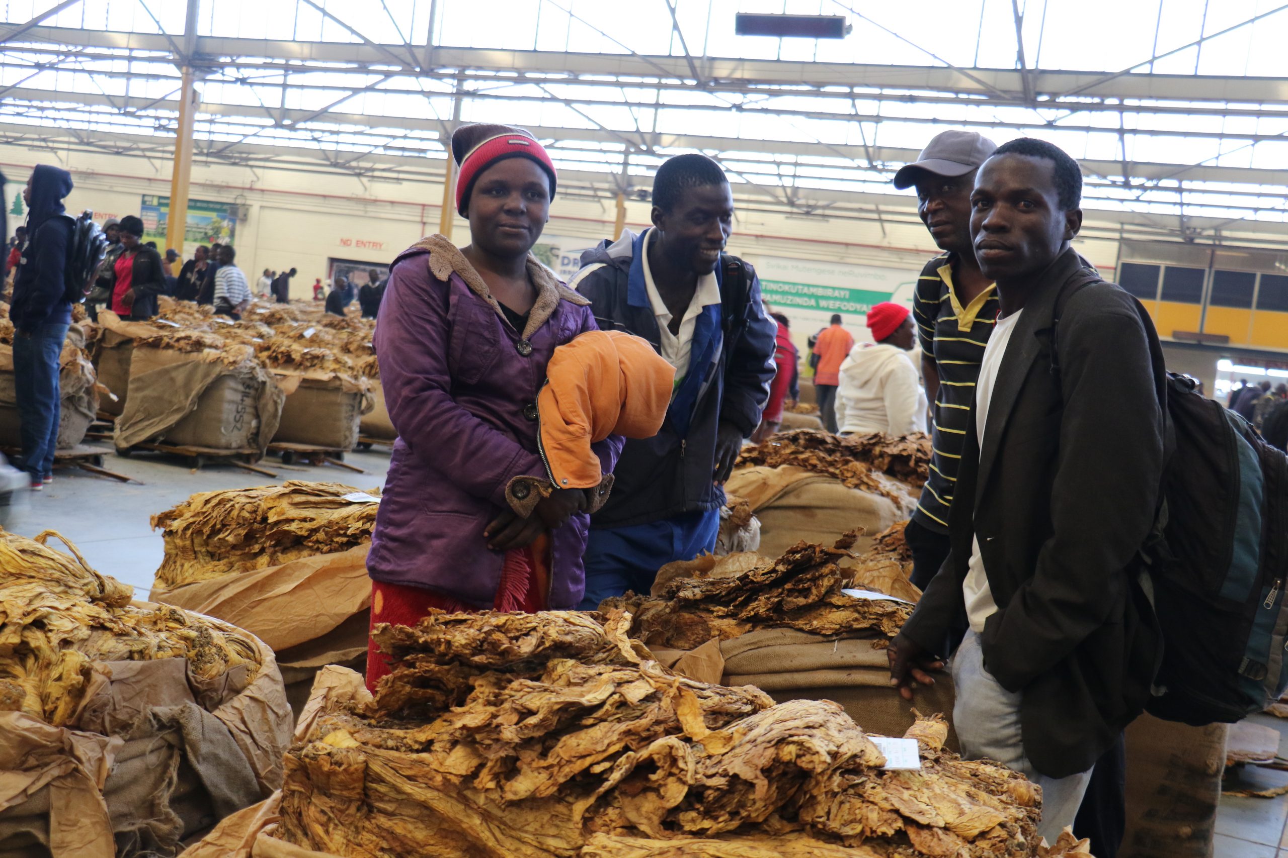 Zimbabwe Tobacco Farmers Want Forex Review as Season Approaches