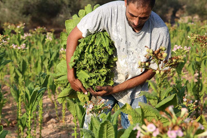 Bulgarian Tobacco Farmers Urge EC to Consider Rural Impact of Regs