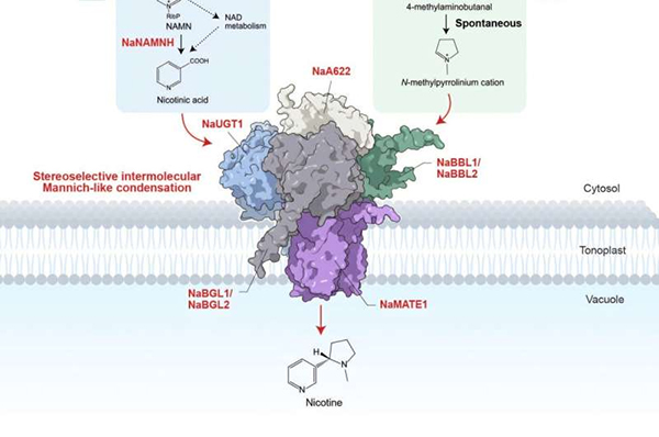 Researchers Map Final Steps of Nicotine Biosynthesis