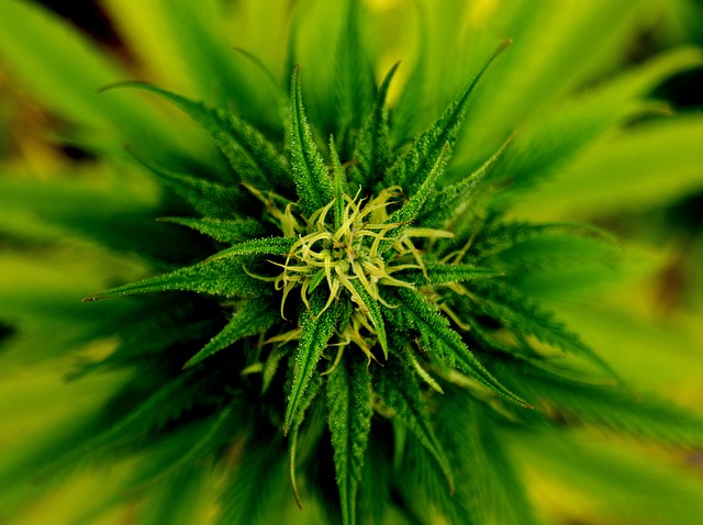  Expanding cannabis