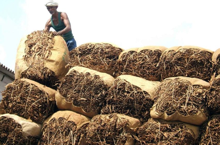  Indian Tobacco Exports up in 2021–2022