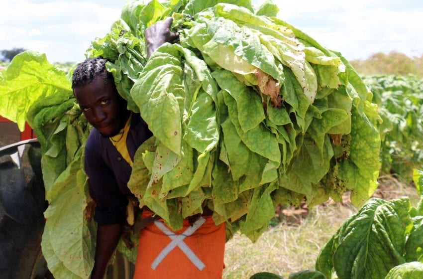  Zim Farmers Pleased with Early Tobacco