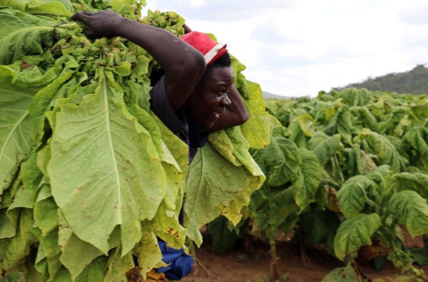  Fewer Tobacco Growers in Zimbabwe