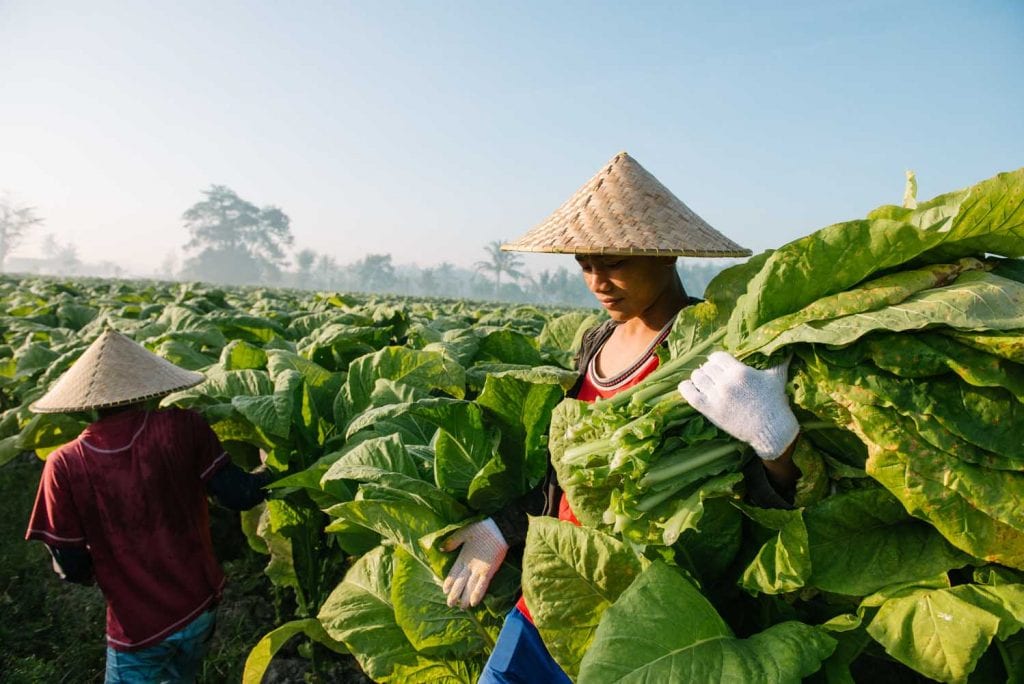 Vietnam Extends Quota For Cambodian Leaf 