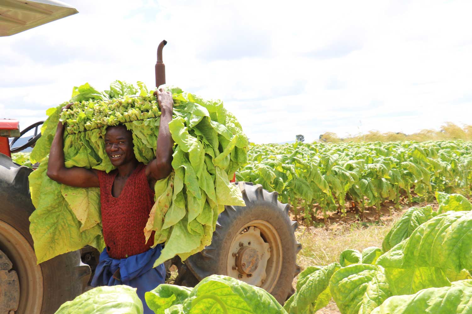 Zimbabwe: Farmers Start Registering for Next Season - Tobacco Reporter