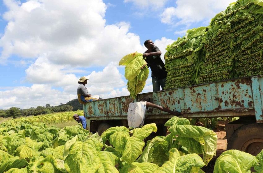  Tobacco Cultivation up in Africa, Down Globally