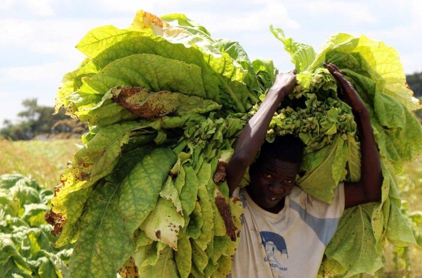  Zimbabwe: Tobacco Hectarage up