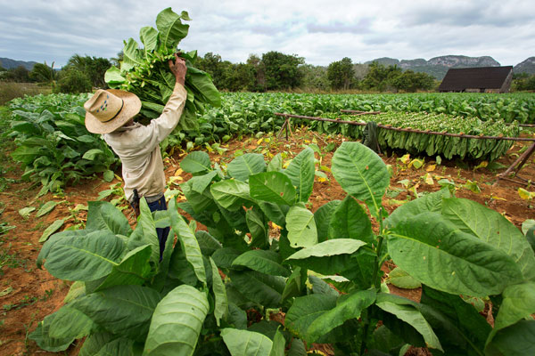  Newman Petitions to Import Cuban Tobacco