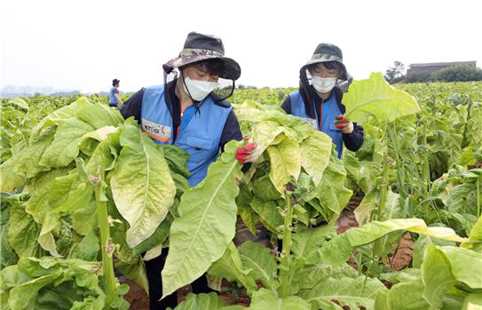  KT&G Helps Alleviate Farm Labor Shortage