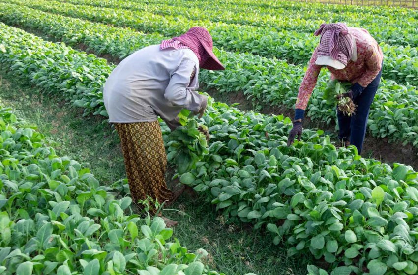  Cambodia Tobacco Exports Down