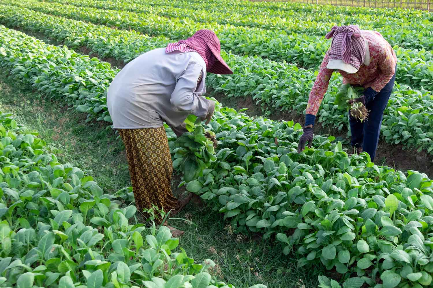 Cambodia Tobacco Exports Down - Tobacco Reporter