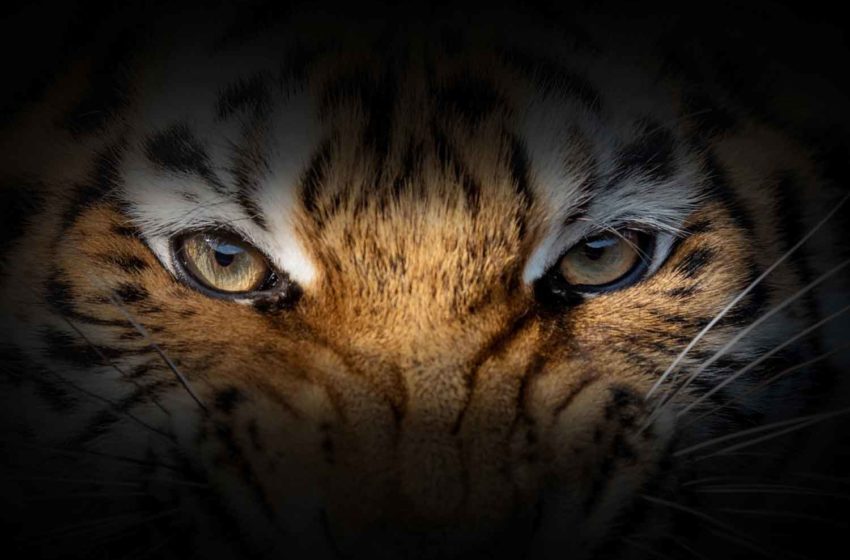  Eye of the Tiger