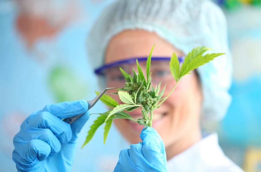  Cannabis Research Breakthrough