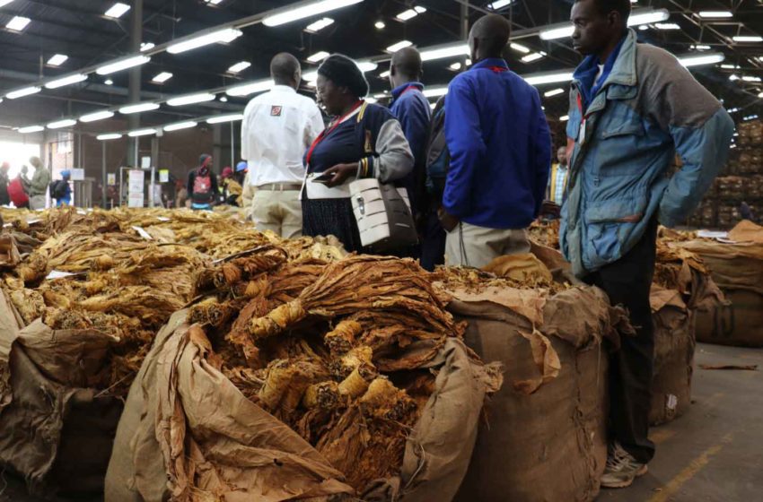  Tobacco Auction Season Ends in Zimbabwe