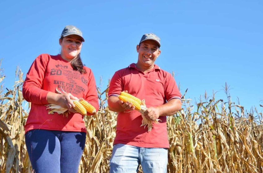  AOI-Bayer Partnership Boosts Maize Yields